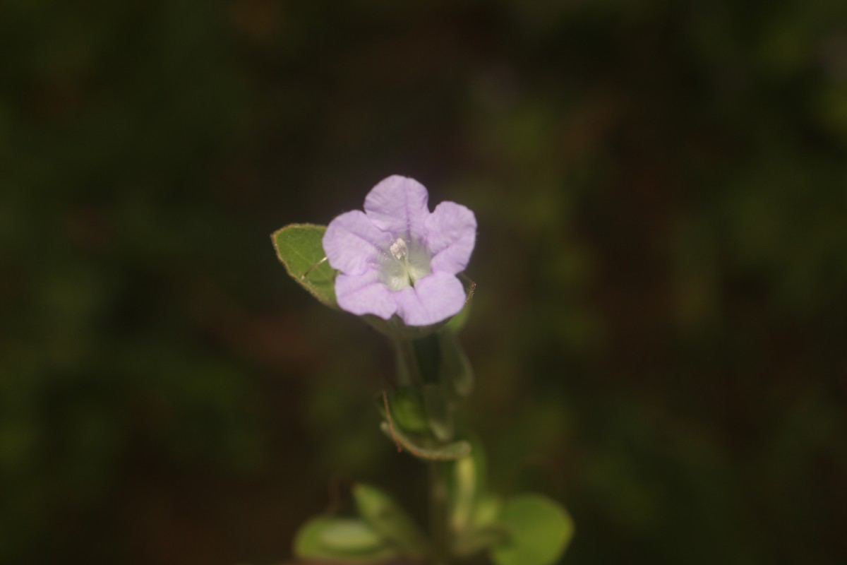 Ruellia patula Jacq.